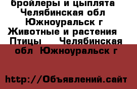 бройлеры и цыплята - Челябинская обл., Южноуральск г. Животные и растения » Птицы   . Челябинская обл.,Южноуральск г.